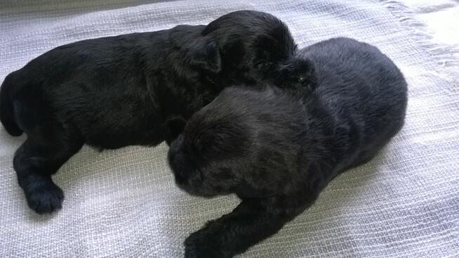 sznaucer miniaturowy, sznaucer miniatura - szczenięta