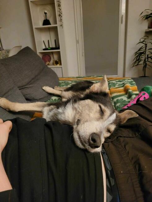 Młody, przyjazny POKER szuka kochającego domu !!