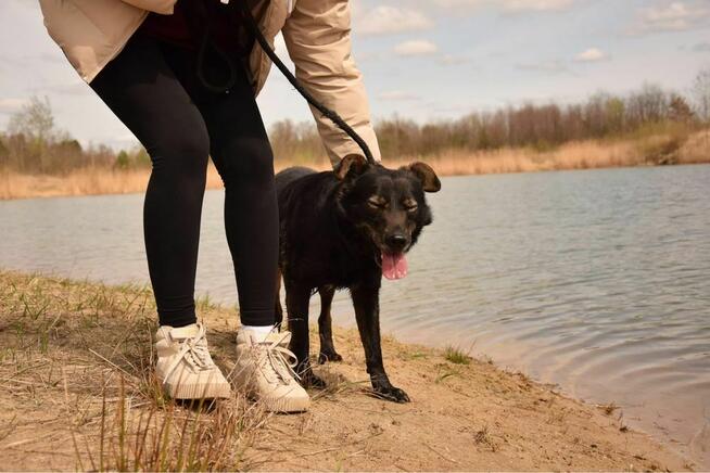 Benio-pies po przejściach czeka na wymarzony dom-adopcja
