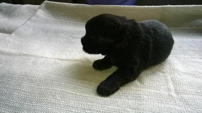 sznaucer miniaturowy, sznaucer miniatura - szczenięta