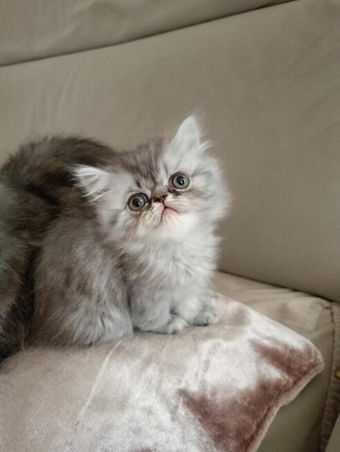 Koty puszyste długowłose perskie