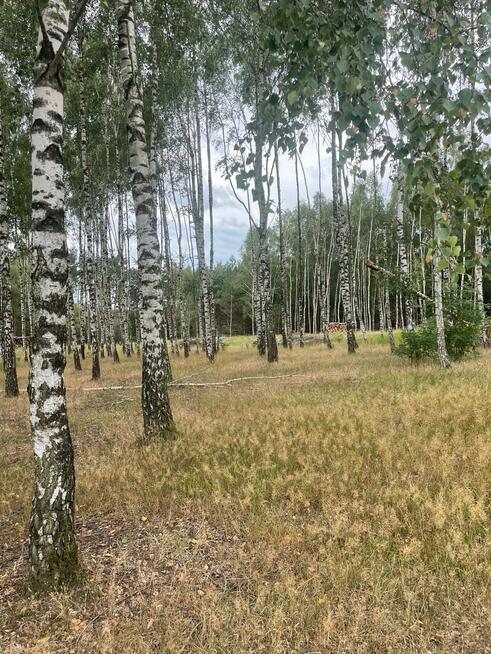 Działka budowlana Klotyldzin gm. Margonin