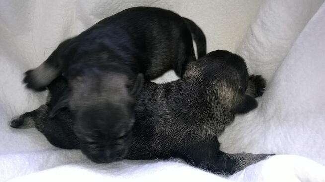 sznaucer miniaturowy, sznaucer miniatura - szczenięta