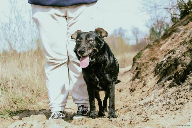 Benio-pies po przejściach czeka na wymarzony dom-adopcja