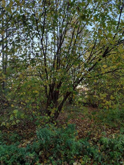 Promocja!! Działka budowlana