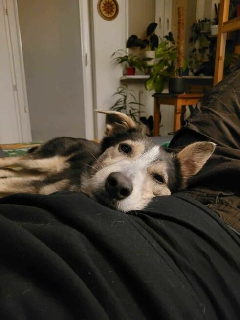 Młody, przyjazny POKER szuka kochającego domu !!