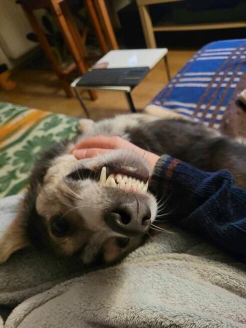 Młody, przyjazny POKER szuka kochającego domu !!