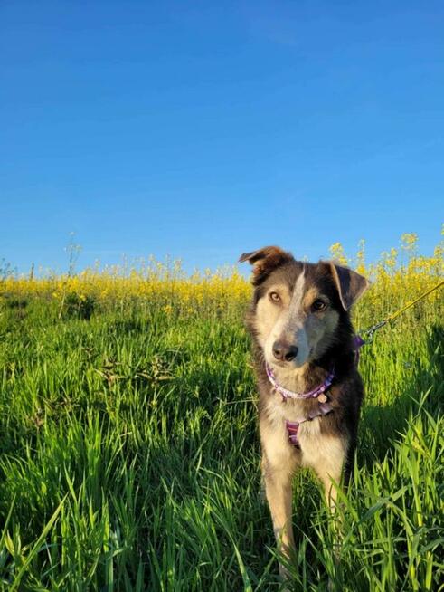 Piękny, młody POKER szuka kochającego domu !!