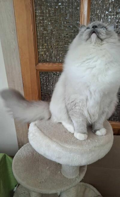 Ragdoll kocur hodowlano wystawowy poleca hodowla SilentWate