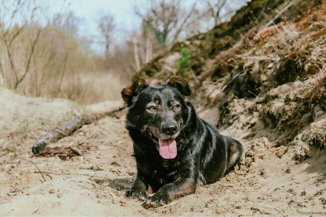 Benio-pies po przejściach czeka na wymarzony dom-adopcja