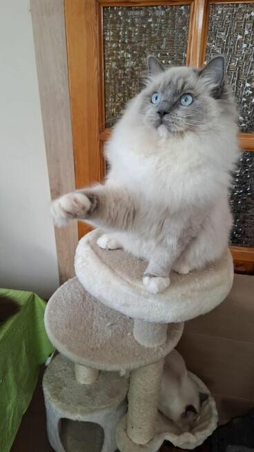 Ragdoll kocur hodowlano wystawowy poleca hodowla SilentWate