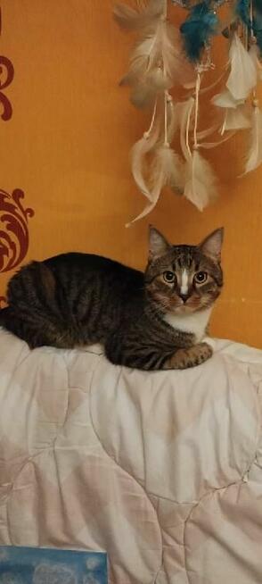 Kotek szuka swojego człowieka