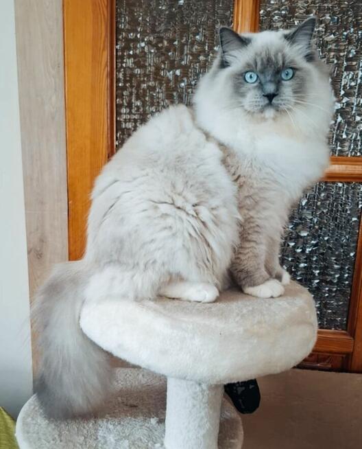 Ragdoll kocur hodowlano wystawowy poleca hodowla SilentWate