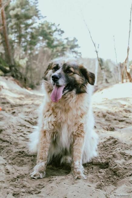 Białasek- cudowny, uroda wyjątkowa, tylko domu brak…adoptuj