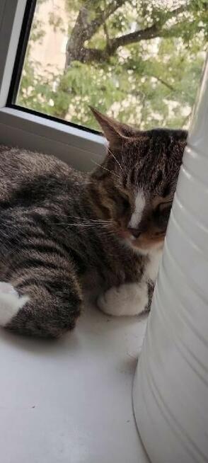 Kotek szuka swojego człowieka