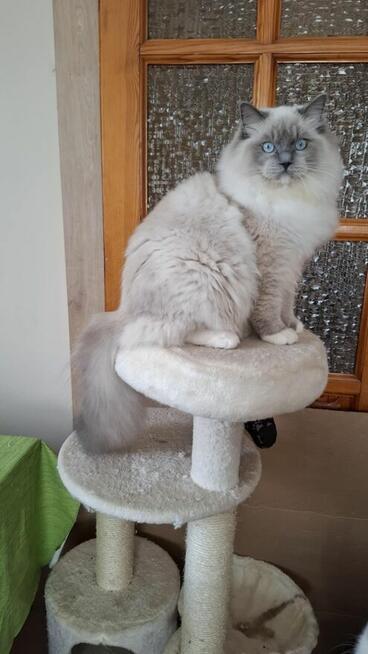 Ragdoll kocur hodowlano wystawowy poleca hodowla SilentWate