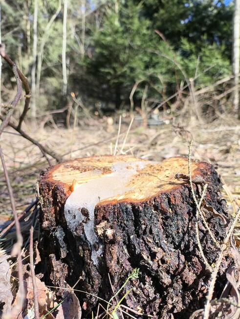 SURVIVAL Z RODZICEM pod W-wą!