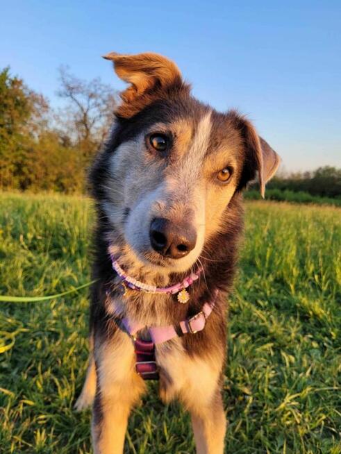 Młody, przyjazny POKER szuka kochającego domu !!