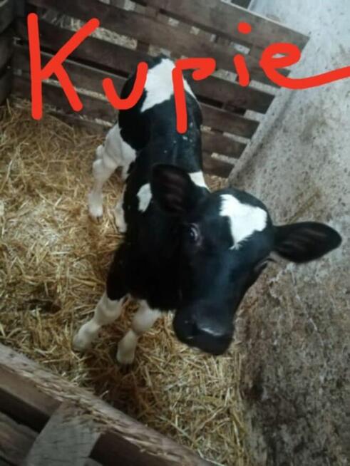 Kupię byczki Siedlce mazowieckie okolice