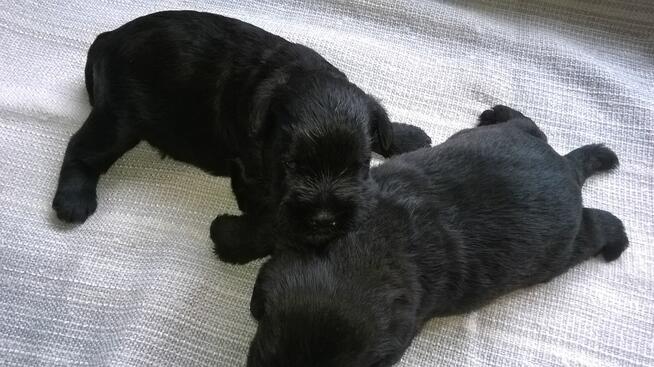 sznaucer miniaturowy, sznaucer miniatura - szczenięta