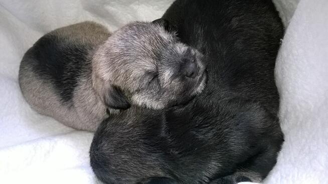 sznaucer miniaturowy, sznaucer miniatura - szczenięta