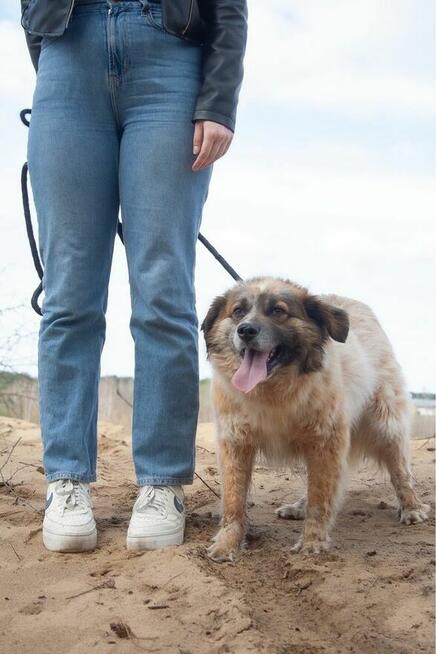 Białasek- cudowny, uroda wyjątkowa, tylko domu brak…adoptuj