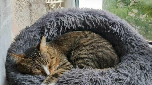 Kotek szuka swojego człowieka