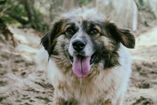 Białasek- cudowny, uroda wyjątkowa, tylko domu brak…adoptuj