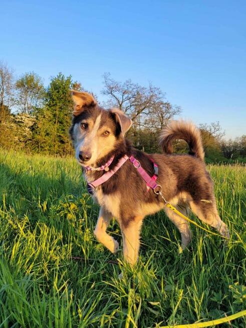 Piękny, młody POKER szuka kochającego domu !!