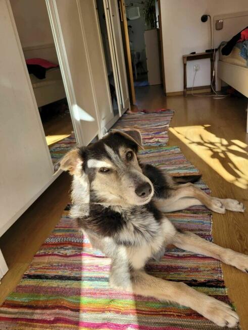 Piękny, młody POKER szuka kochającego domu !!