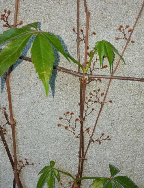 Bluszcz pięcioklapowy Murorum