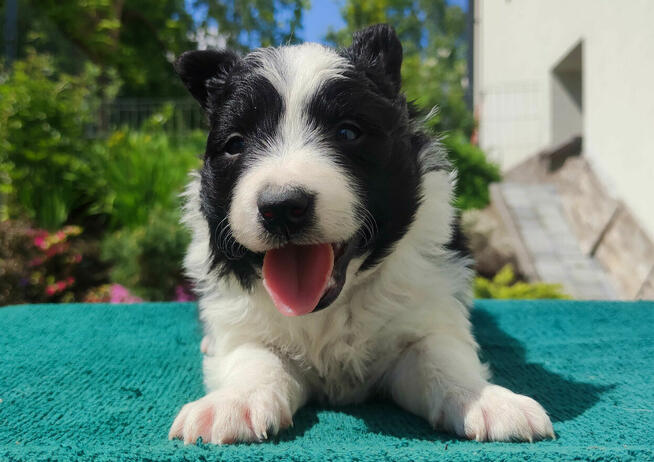 Suczka Border Collie - Rasowy szczeniak z Hodowli, pełna dok
