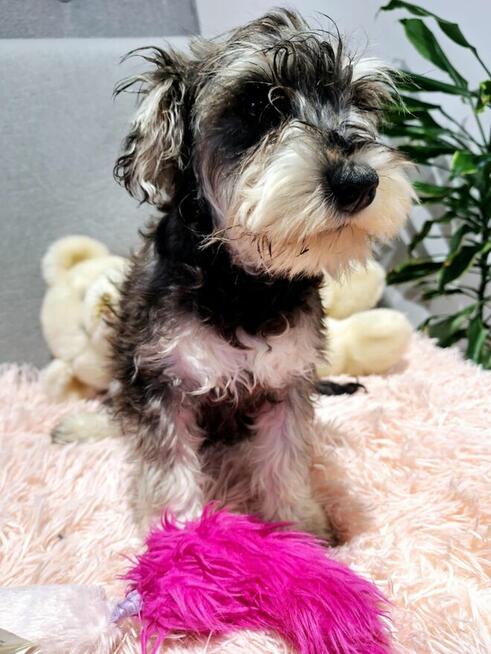 Sznaucer miniaturowy pieprz i sól