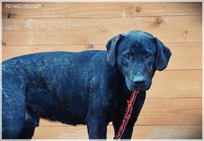 Ginger – najchętniej zostałby jedynakiem /pro-ludzki wesołek