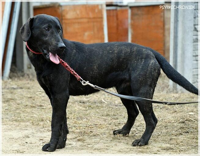 Ginger – najchętniej zostałby jedynakiem /pro-ludzki wesołek