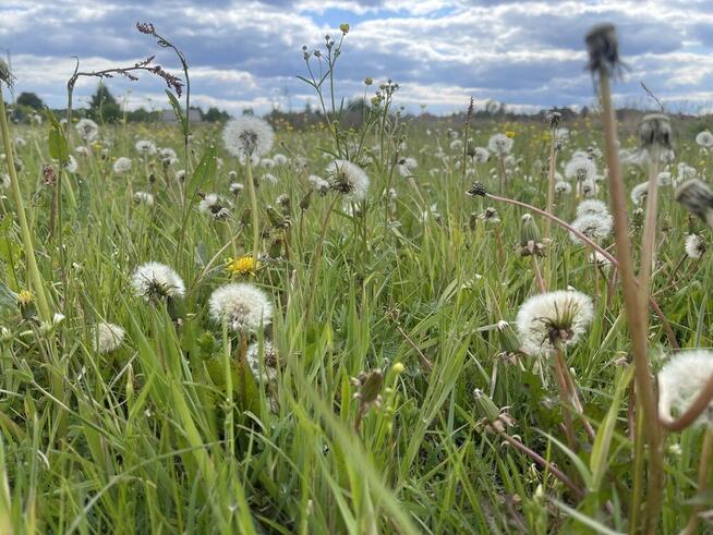 Działka budowlana o powierzchni 18 404 m².