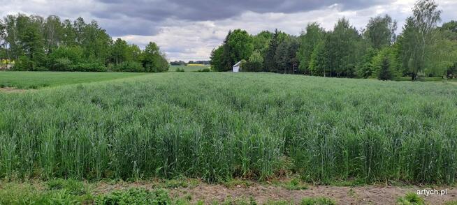 Działka budowlana Podrogów gm. Sokołów Podlaski