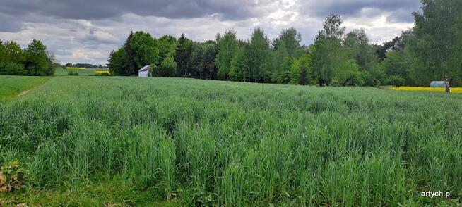 Działka budowlana Podrogów gm. Sokołów Podlaski