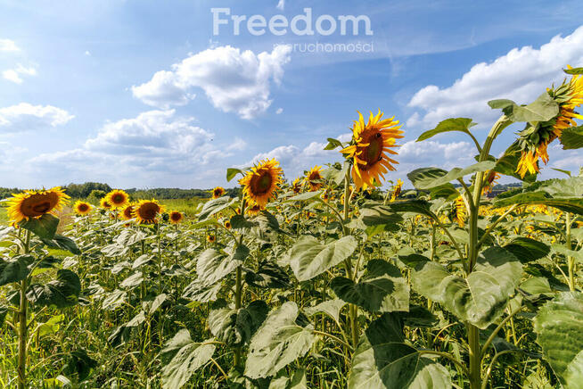 10 arów w podtarnowskim Pawęzowie!