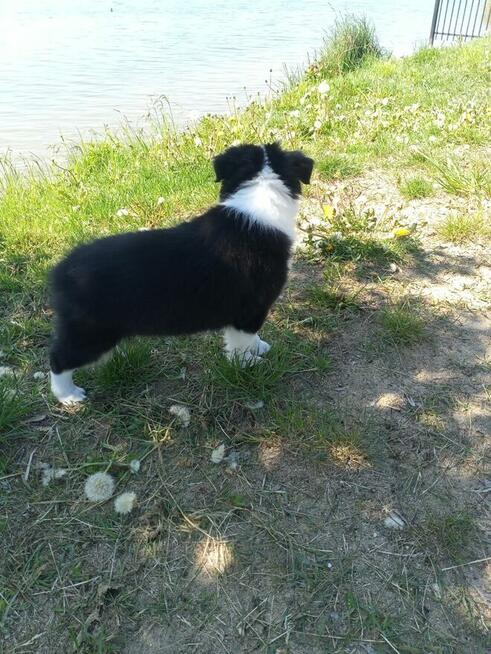 Border Collie