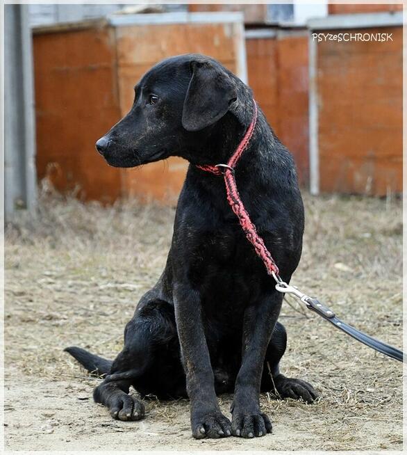 Ginger – najchętniej zostałby jedynakiem /pro-ludzki wesołek