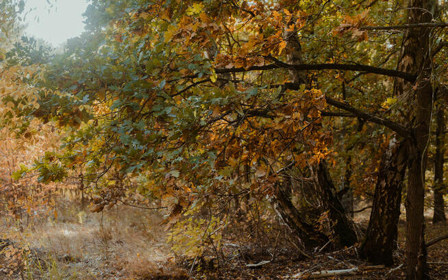 Działka budowlana w zielonej okolicy | 30 minut od Warszawy