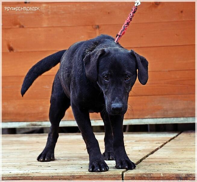Ginger – najchętniej zostałby jedynakiem /pro-ludzki wesołek