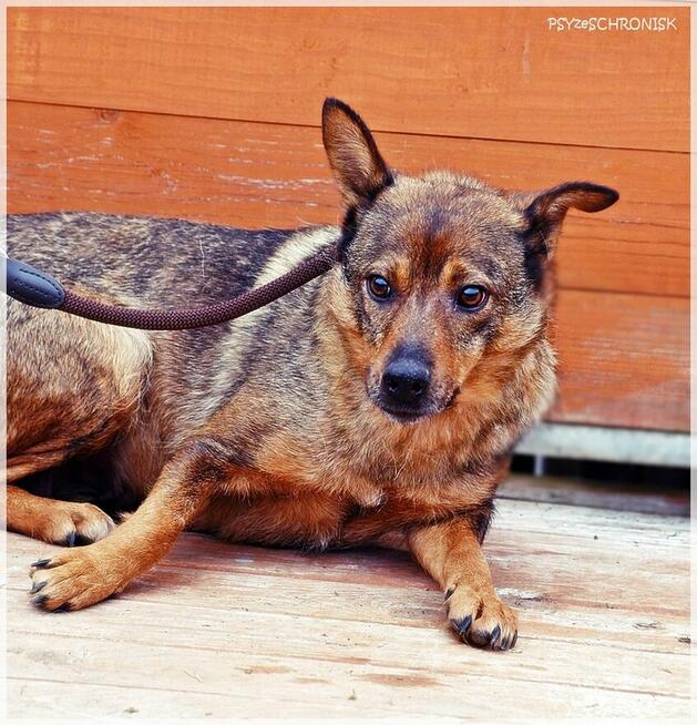 Etna – ma gorące serce i stara się jak może. Pomożesz?