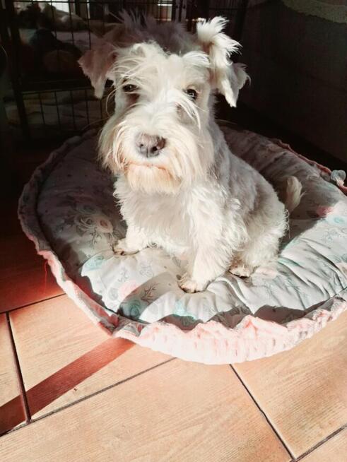 Sznaucer miniaturowy pieprz i sól