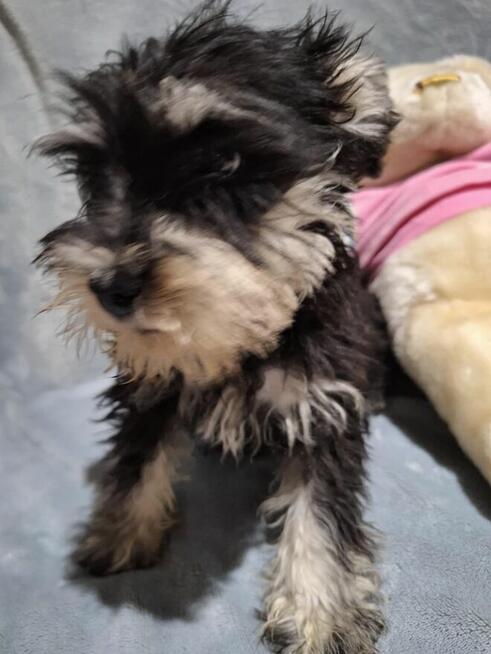 Sznaucer miniaturowy pieprz i sól