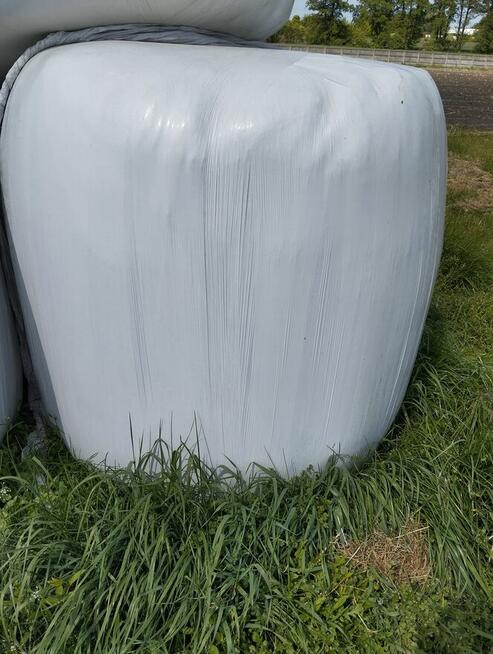 Sprzedam nadwyżkę Sianokiszonki 10sztuk