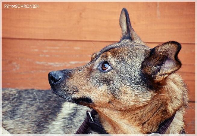 Etna – ma gorące serce i stara się jak może. Pomożesz?
