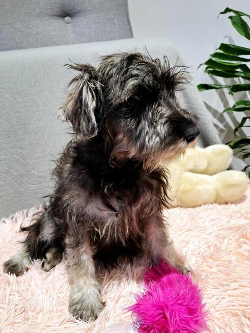 Sznaucer miniaturowy pieprz i sól