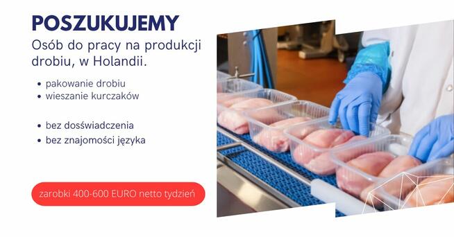 Praca w Holandii na produkcji drobiu-pakowanie